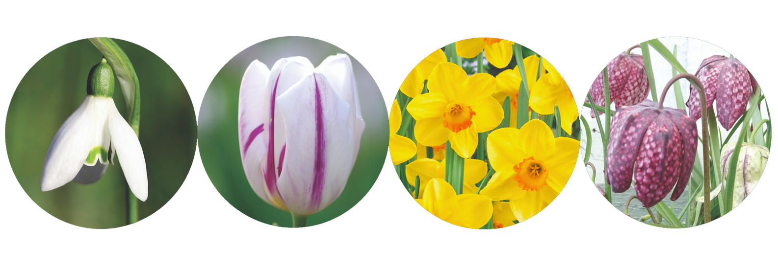 Spring Flowering Bulbs 2019.png