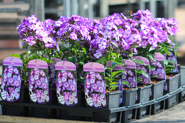 Sweet Summer Purple Bicolour herbaceous page.jpg
